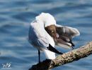 Black-headed Gull – Mewa Śmieszka